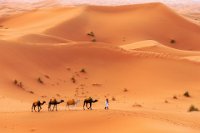 125 - CAMEL BELLS OF SAHARA 4 - MIN XIANGHAI - china